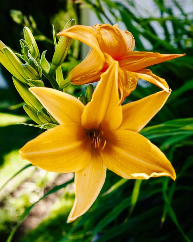 Yellow flower.