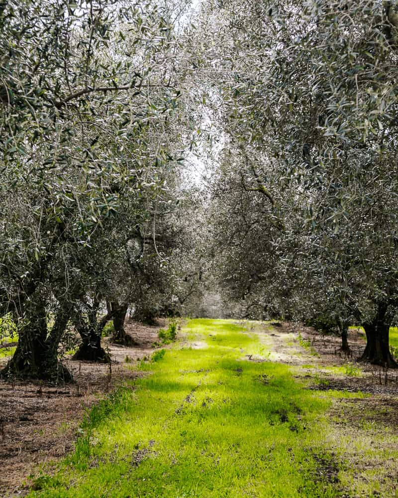 Hazel trees in Italy