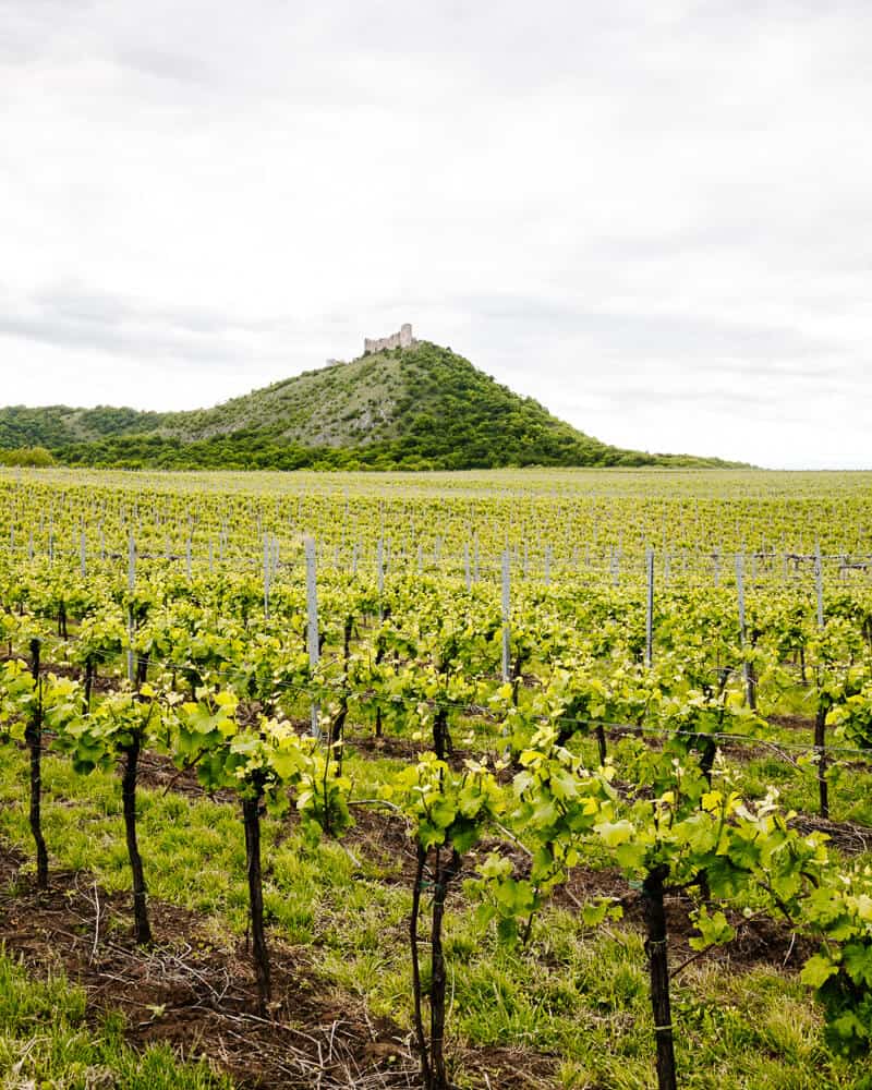 Südmähren liegt im Südosten der Tschechischen Republik, nahe der Grenze zu Österreich und der Slowakei, und gilt als die bekannteste Weinregion des Landes.