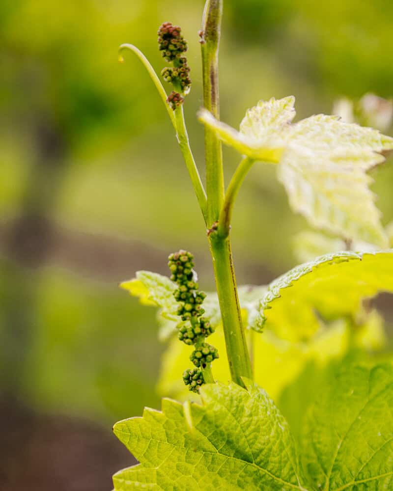 Weintrauben beim Sonberk Winery in Südmähren.